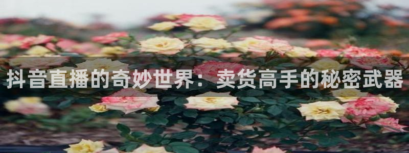 51视频在线直播nba